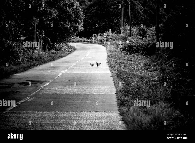 Conoce el fascinante juego de azar de la Carretera del Pollo en España